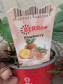 Jordbærplante Pineberry